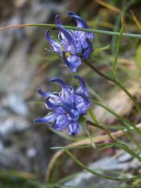 Phyteuma hemisphaericum