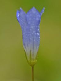 Wahlenbergia hederacea