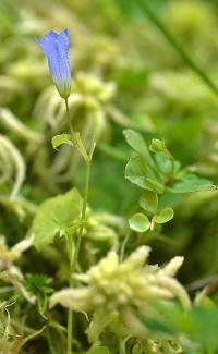 Wahlenbergia hederacea