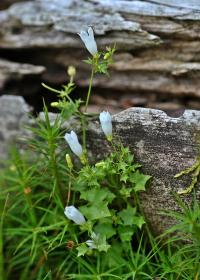 Wahlenbergia hederacea