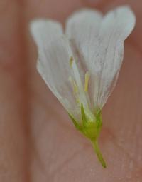 Wahlenbergia hederacea