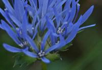 Jasione montana