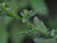 Jasione montana