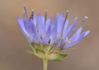 Jasione montana