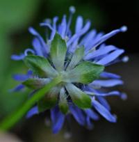 Jasione montana