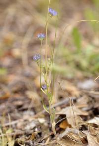 Jasione montana