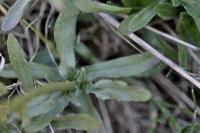 Jasione laevis subsp laevis