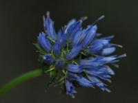 Jasione laevis subsp laevis