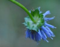 Jasione laevis subsp laevis