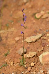 Lobelia urens