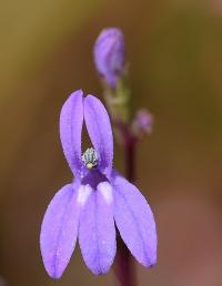 Lobelia urens