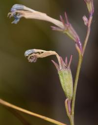 Lobelia urens