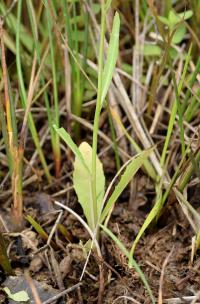 Lobelia urens