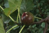 Ficus carica