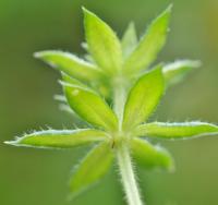 Sherardia arvensis