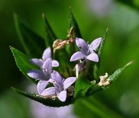 Sherardia arvensis