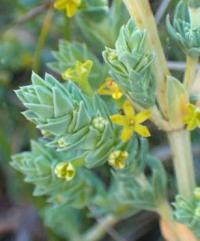 Crucianella maritima