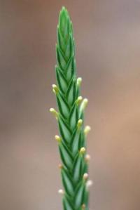 Crucianella angustifolia