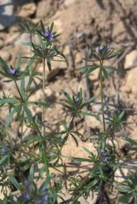 Asperula arvensis