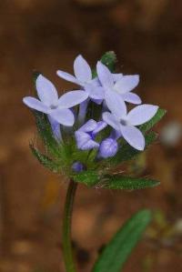 Asperula arvensis