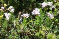 Asperula hirta