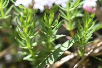 Asperula hirta