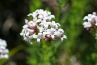 Asperula hirta