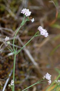 Asperula cynanchica subsp. occidentalis