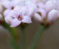 Asperula cynanchica subsp. occidentalis