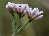 Asperula cynanchica subsp. occidentalis