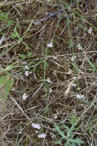 Asperula cynanchica subsp. occidentalis