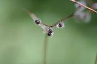 Galium rotundifolium