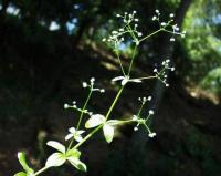 Galium rotundifolium