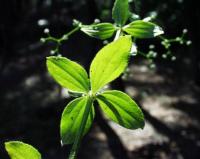 Galium rotundifolium Galium rotundifolium