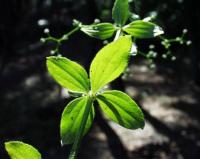 Galium rotundifolium