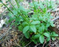 Galium rotundifolium