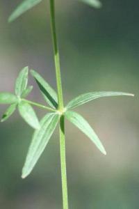 Galium boreale