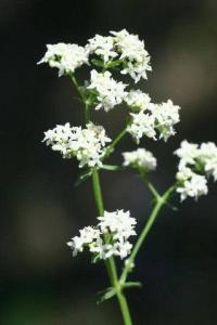 Galium boreale