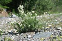 Galium boreale