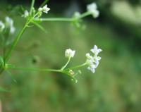 Galium debile