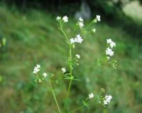 Galium debile