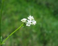 Galium palustre