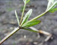 Galium palustre