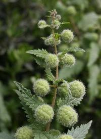 Urtica pilulifera