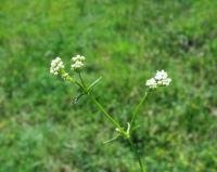 Galium palustre