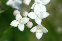 Galium uliginosum