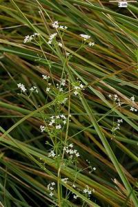 Galium uliginosum