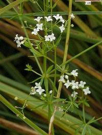 Galium uliginosum