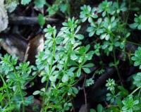 Galium aparine