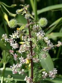 Urtica pilulifera